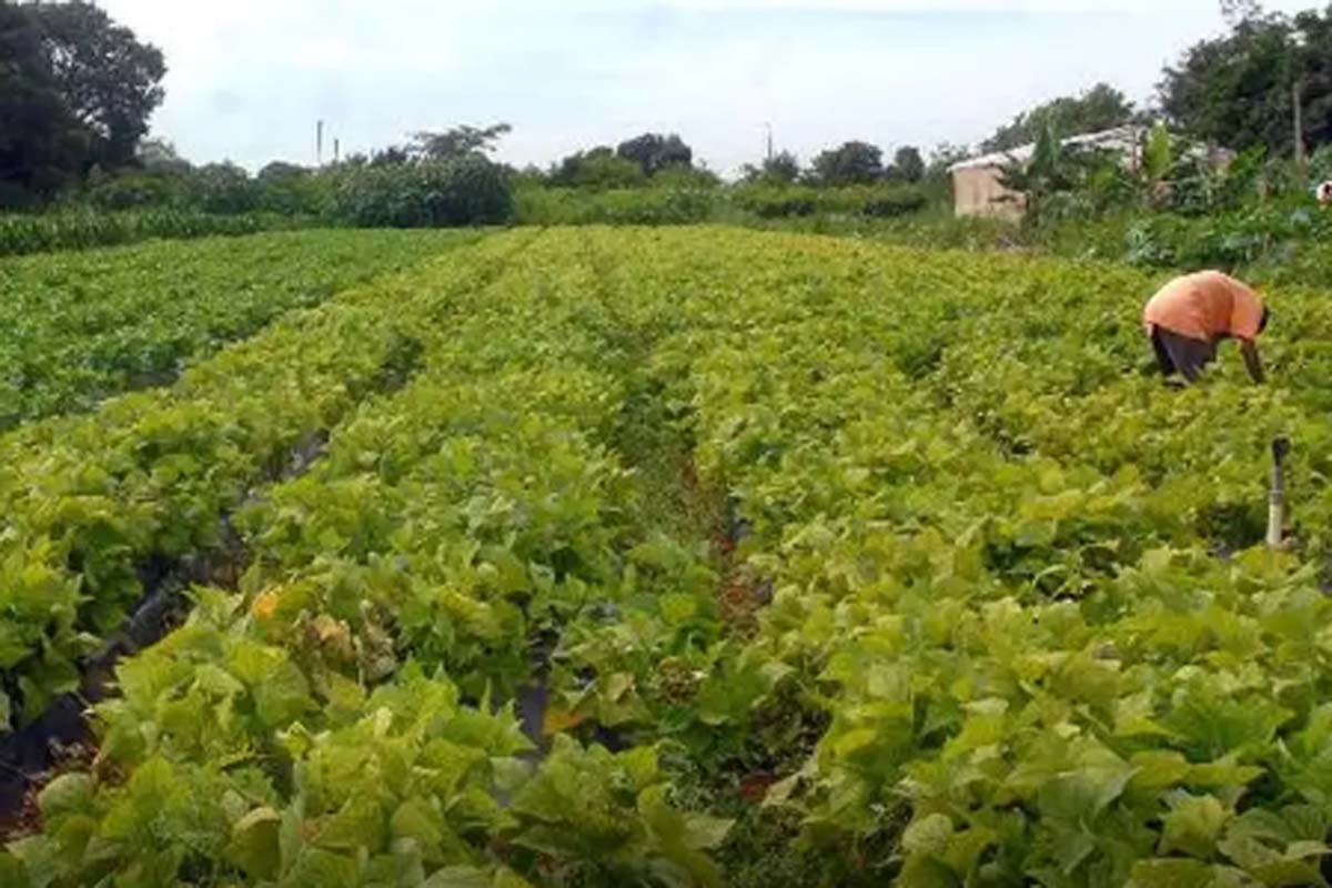 Segurança alimentar e povos indígenas têm R$ 64,3 milhões em crédito