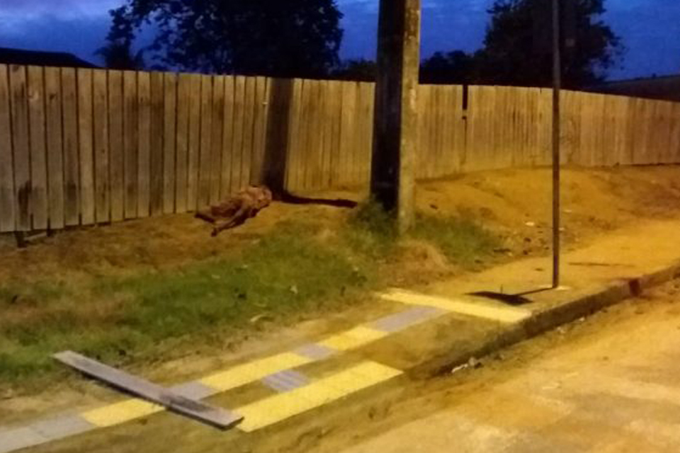 Idoso de 69 anos é morto a pauladas em Machadinho