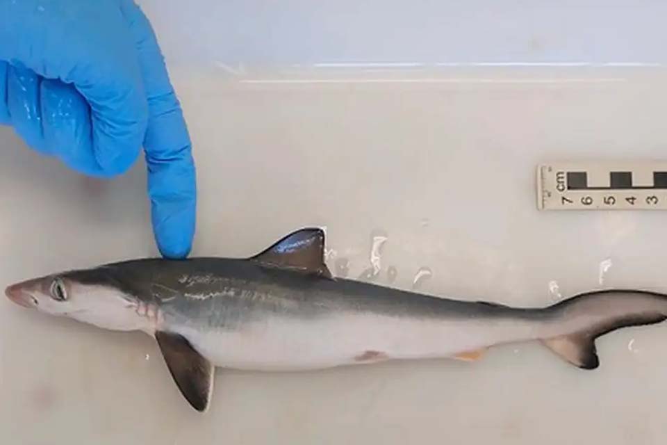 Tubarões são contaminados por cocaína, revela estudo da Fiocruz