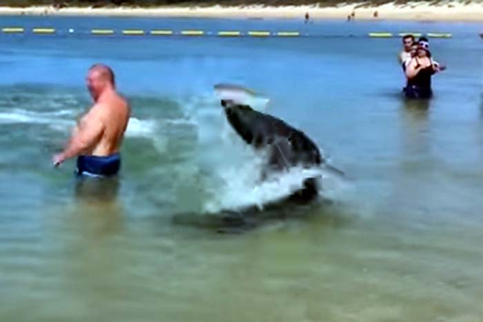 Focas caçam peixes próximo  à  praia rasa 