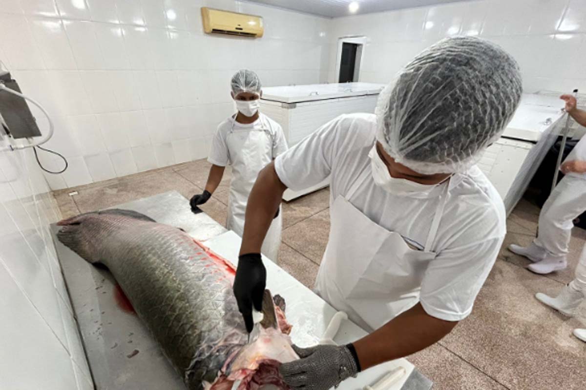 Prefeitura de Porto Velho fortalece cadeia do pescado e garante mais segurança alimentar para consumidores 