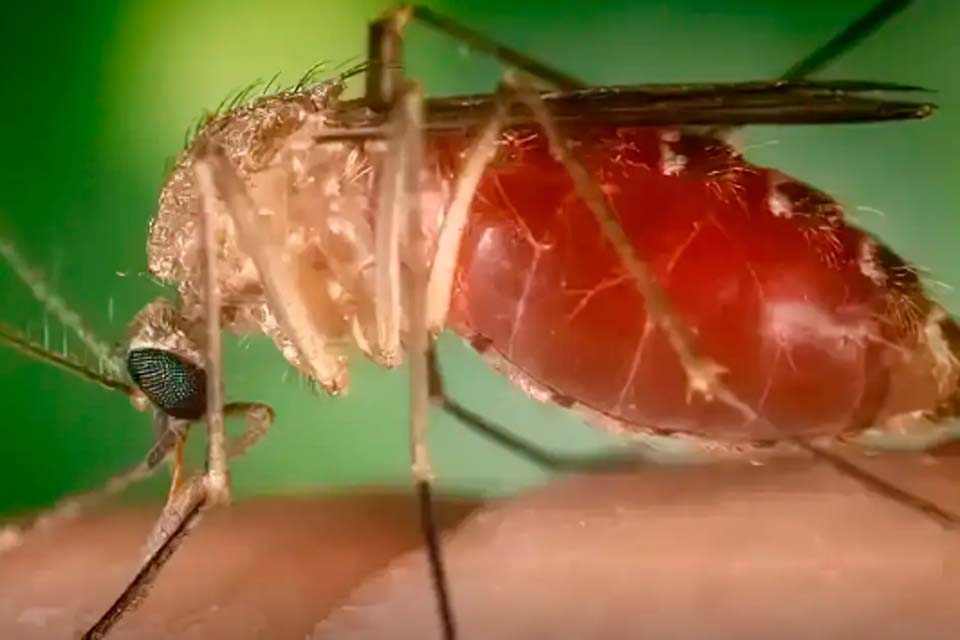 Cientistas da Fiocruz podem produzir vacina completa contra a malária