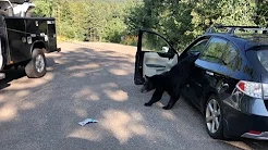 Urso é flagrado dentro de carro em reserva 