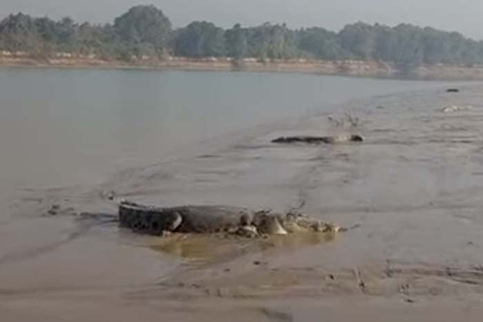 Drone capta imagens de crocodilos em praia 