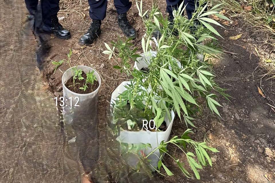PM recupera celulares roubados e descobrem plantação de maconha em condomínio