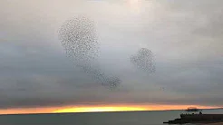 Pássaros realizam formação hipnotizante no céu 