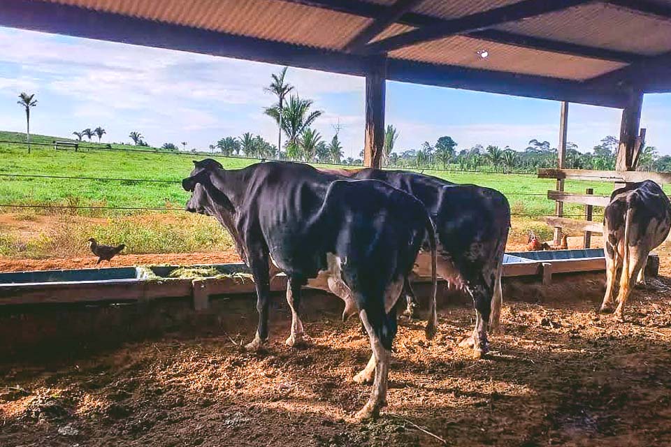 Prefeitura de Porto Velho investe na melhoria genética do gado leiteiro; projeto já atende 250 produtores do município