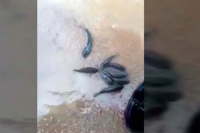 Após temporal, moradores avistam cardumes no meio da rua em Porto Velho