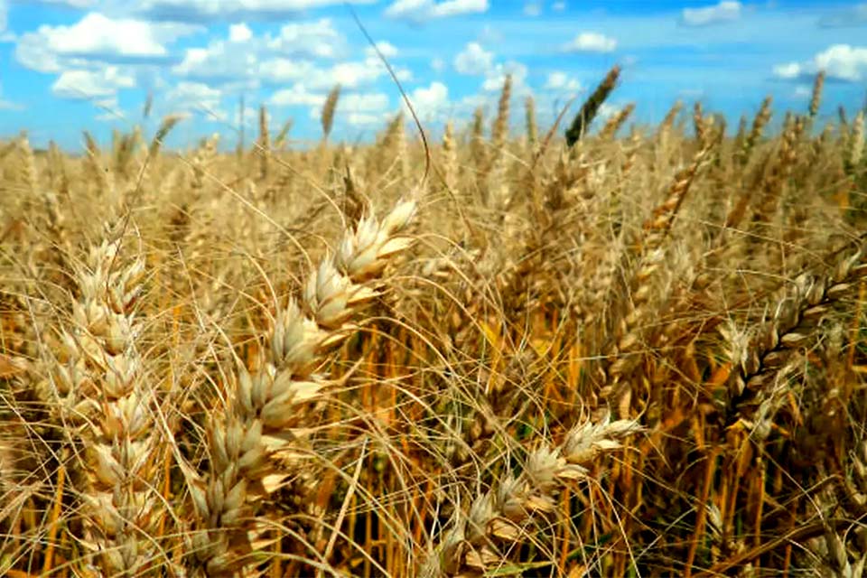 Diversidade de lavouras beneficia fauna nativa