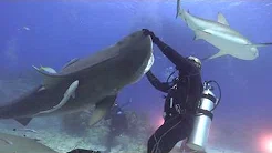 Mergulhador faz dança incrível com tubarão tigre