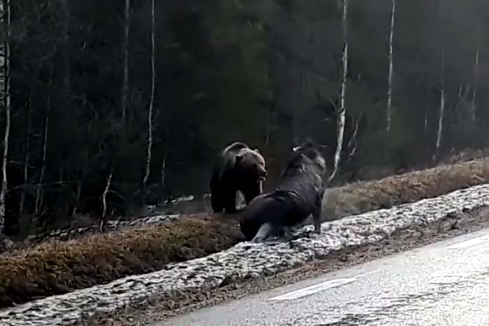 Urso pardo é flagrado caçando alce em beira de estrada 