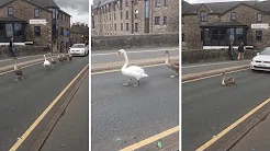 Cisnes bloqueiam  estrada e causam engarrafamento