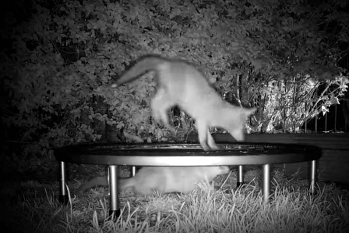 Filhotes de raposa são flagrados brincando em trampolim 