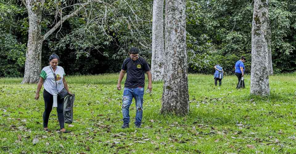 Sementes de seringueira são colhidas e levadas ao Parque Natural de Porto Velho