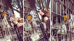 Arara canta e dança ao som de rap em Zoo 