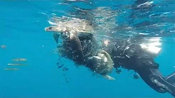 Mergulhadores salvam tartarugas presas em redes