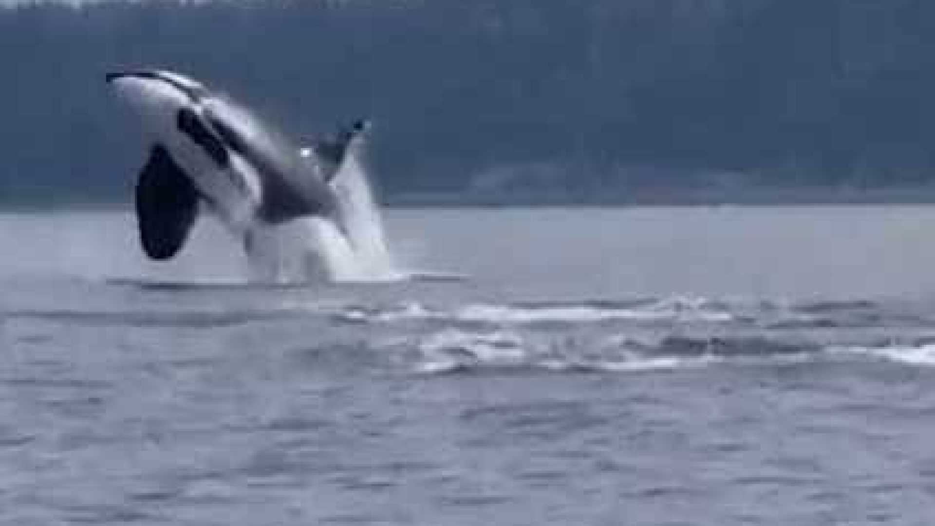 Orcas fazem saltos impressionantes no Canadá