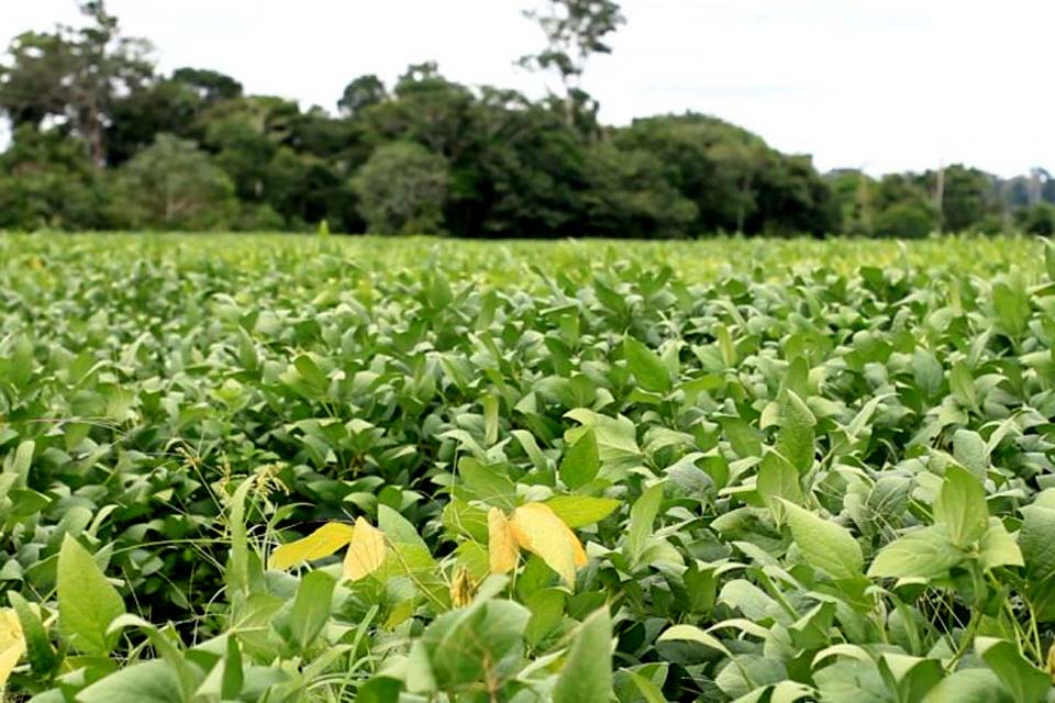 Plantações de soja chegam ao município de Ouro Preto do Oeste, conforme pesquisa do IBGE