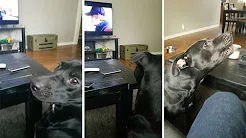 Cachorro ama cantar ao som de Ed Sheeran