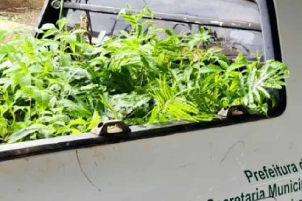 Sema fez o plantio de cerca de 100 mudas de árvores nas ruas e avenidas do Setor 6