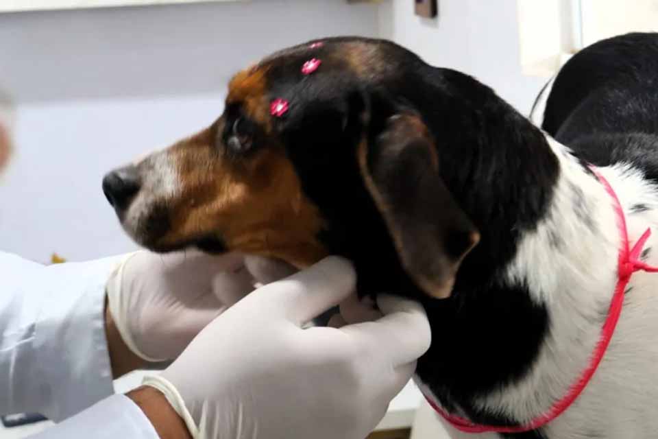 Cadela vítima de maus-tratos regatada pela polícia é diagnosticada com câncer e inicia tratamento especializado custeado pelo município