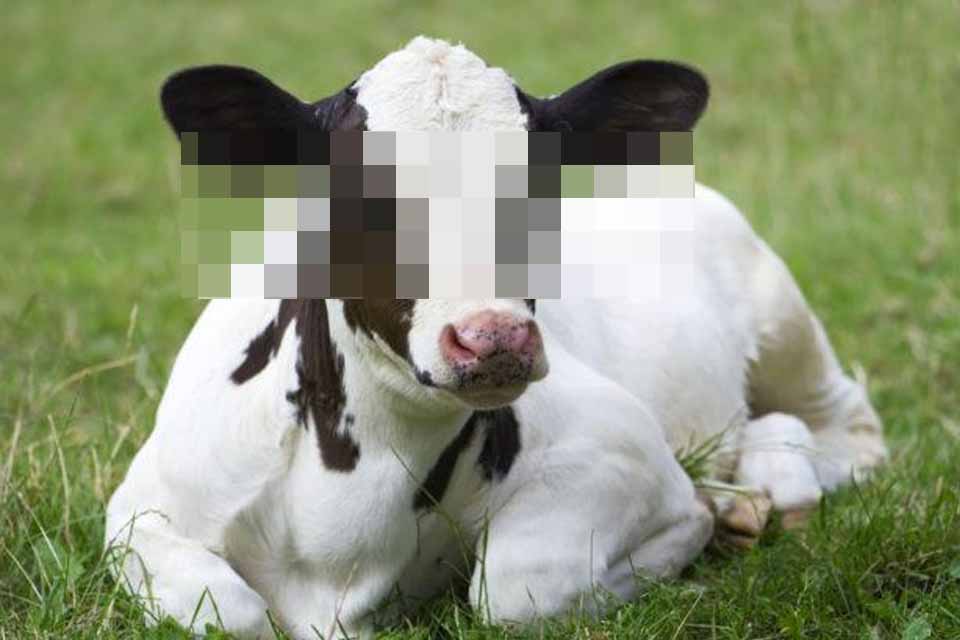 Homem flagrado em relação sexual com bezerra volta para a cadeia