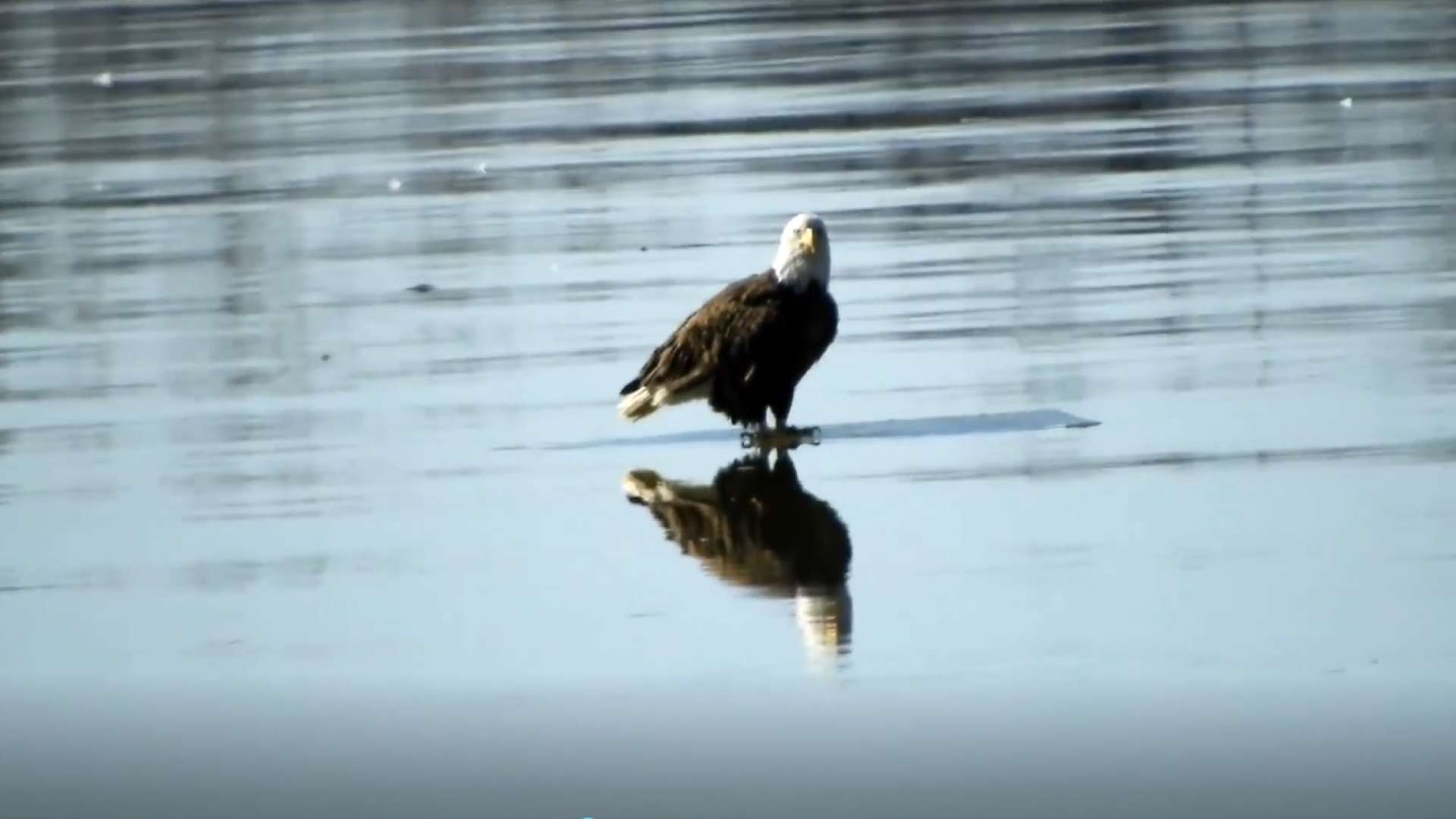 Águia-americana flutua em bloco de gelo 