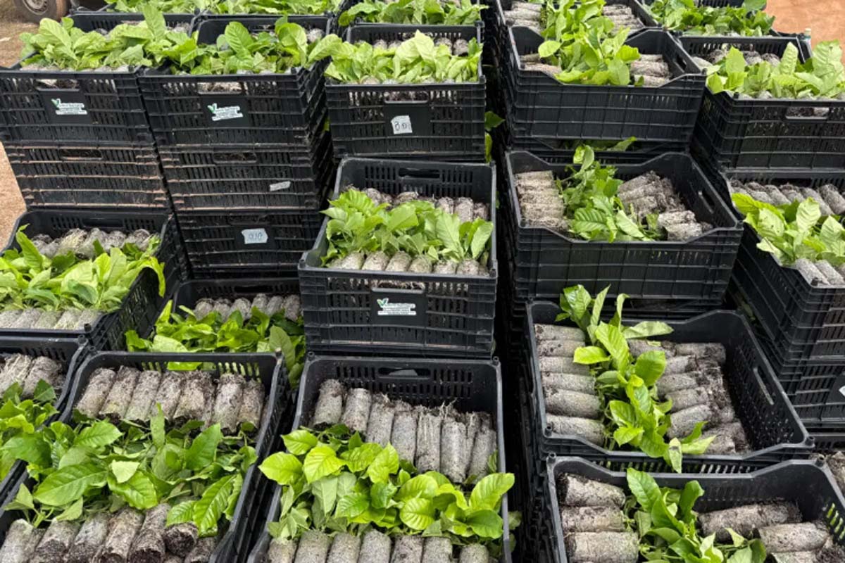 Assistência técnica impulsiona produtividade e fortalece a cafeicultura no Vale do Guaporé