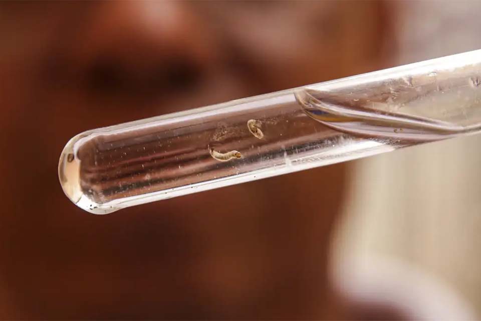 Brasil passa de 4 milhões de casos de dengue; mortes chegam a quase 1.940