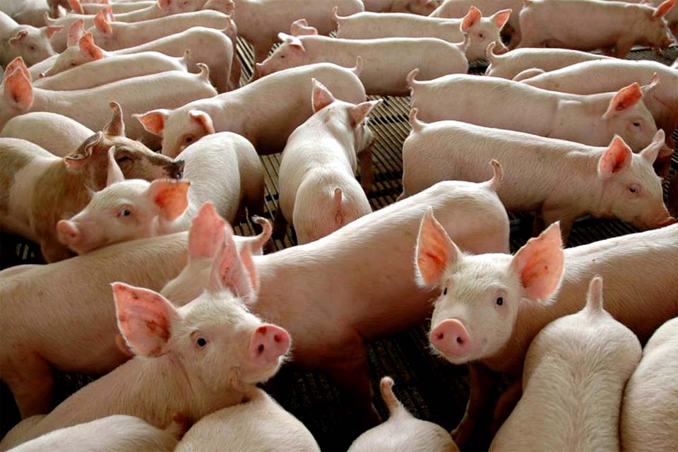 Brasil pode suprir demanda de carne suína na China, diz especialista