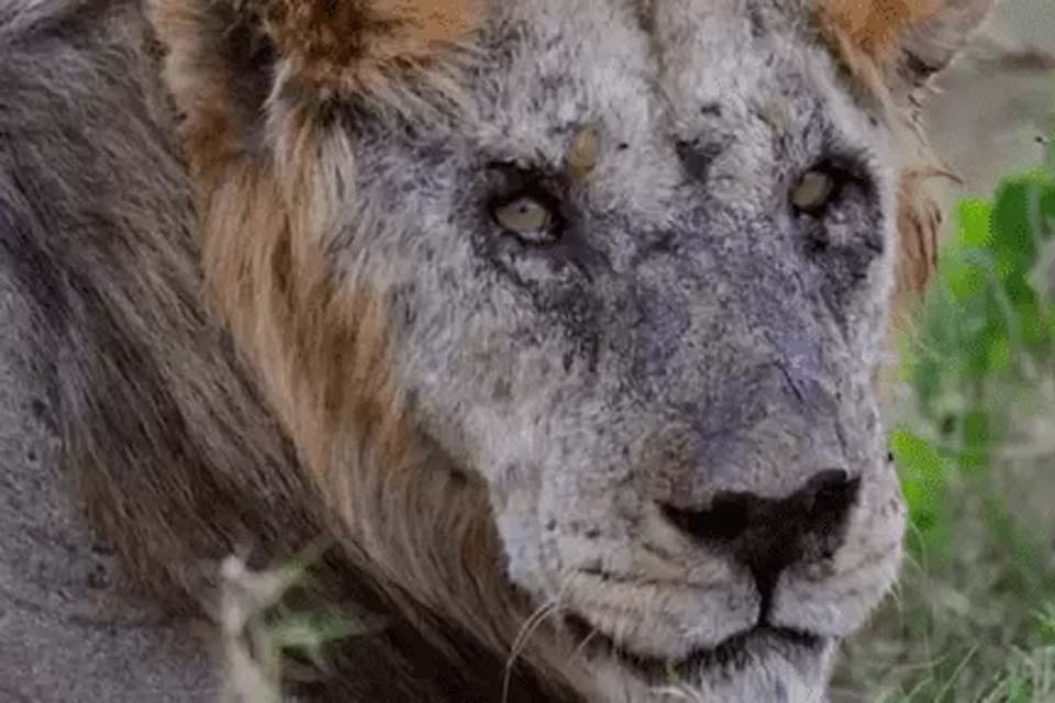Pastores de gado no Quênia matam o leão mais velho do mundo