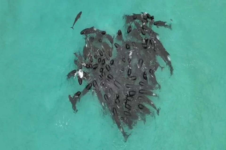 Baleias formam “coração” no oceano antes de encalharem e morrerem