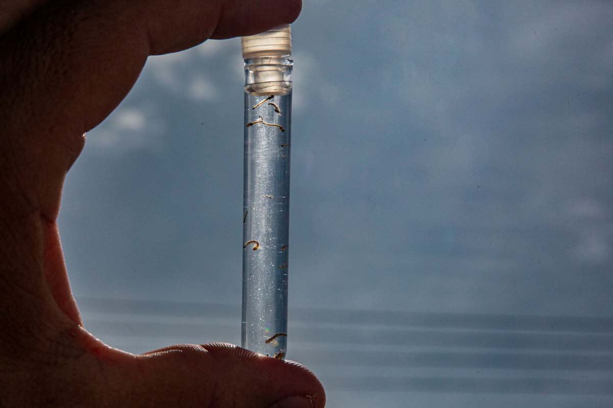 Combate à malária é reforçado com novas ações