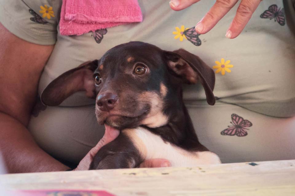 Saiba o que caracteriza maus-tratos a animais e denuncie