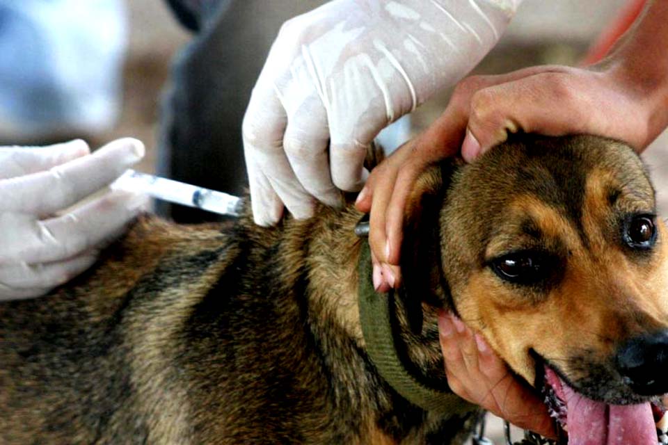 Vacinação contra raiva acontece em 16 de outubro na cidade, veja locais e horário