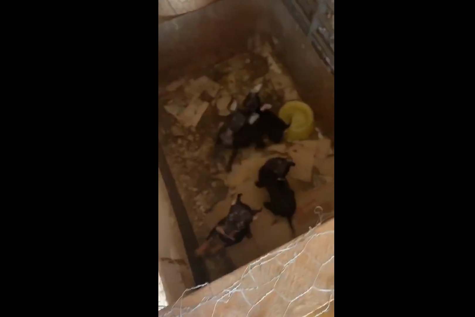Vídeo - Luisa Mell resgata cachorros mantidos em caixas por canil clandestino; IMAGENS FORTES