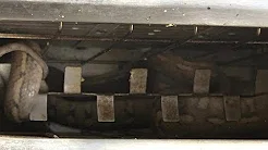 Mulher encontra cobra escondida dentro de torradeira 