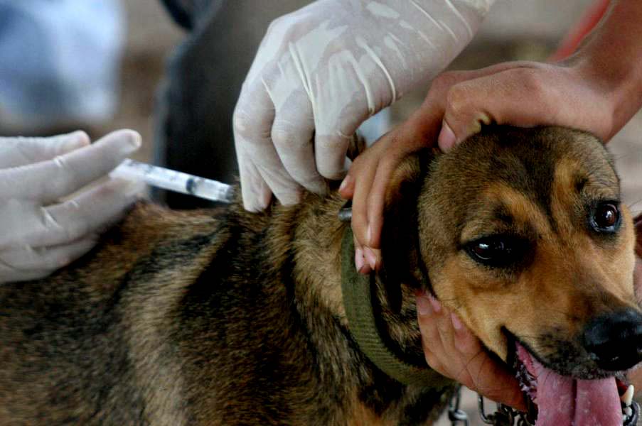 Campanha de vacinação contra a raiva em Jaru será neste sábado, 29