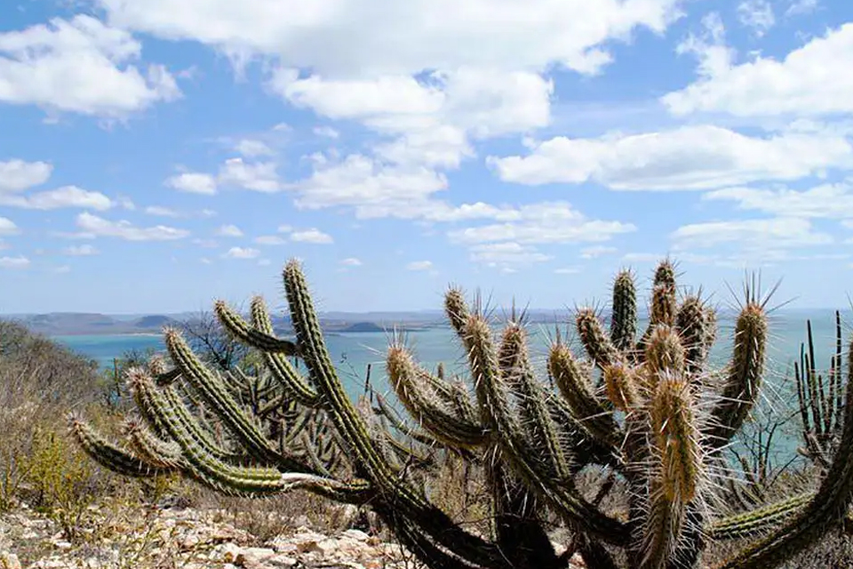 Estudo vê chance de recuperação de meio milhão de hectares de caatinga