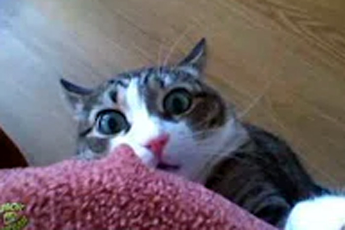 Gato fica chapado após comer maconha