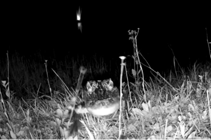 Jacaré tenta comer câmera  de segurança 