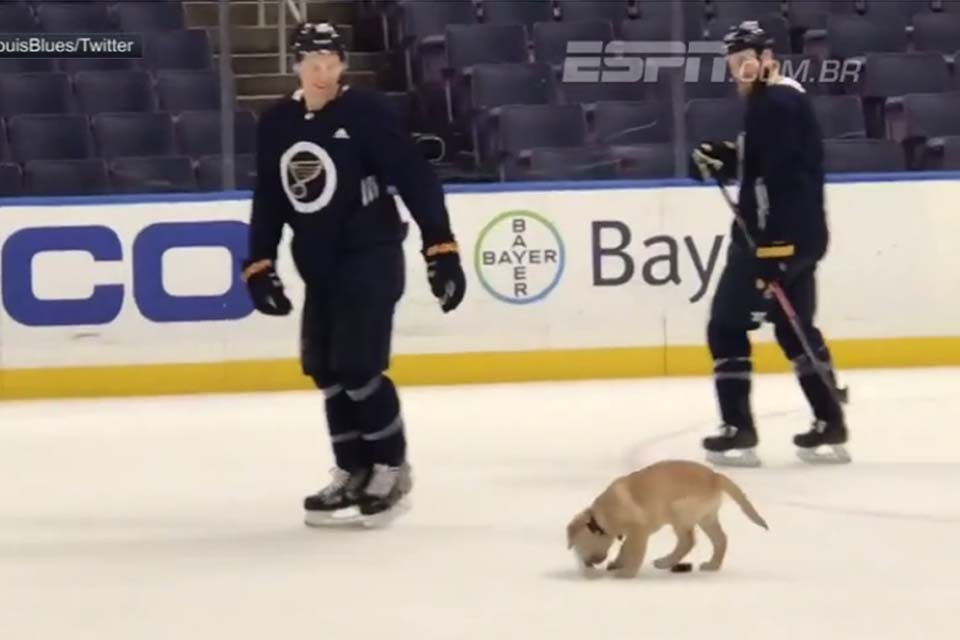 Cão invade treino de hóquei e rouba a cena