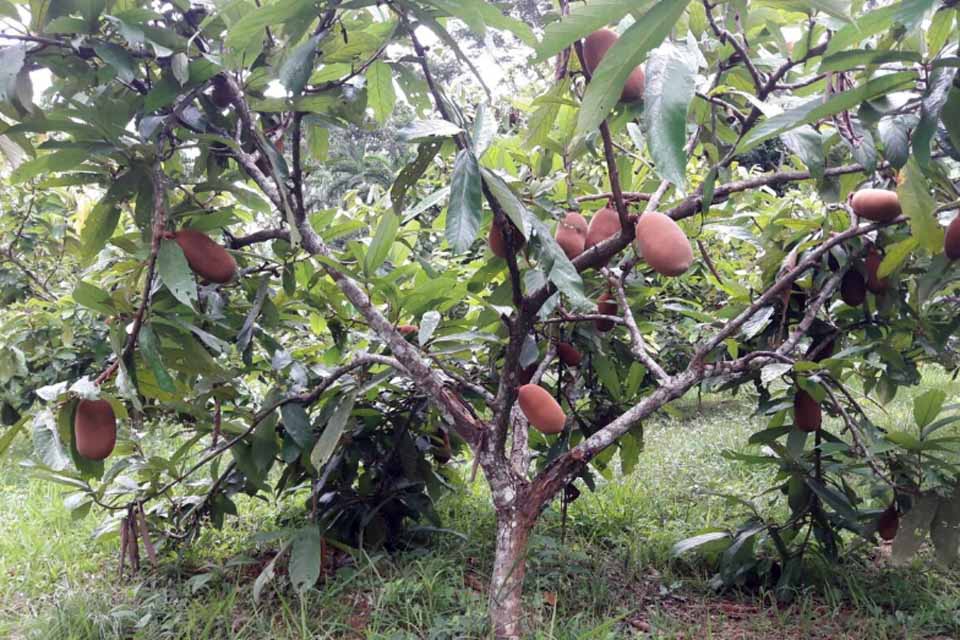 Produtor familiar alia renda e sustentabilidade com suporte do governo