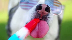 Cão da raça Husky é louco por picolé 