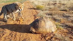 Tartaruga se esconde e assusta cheetahs curiosas 