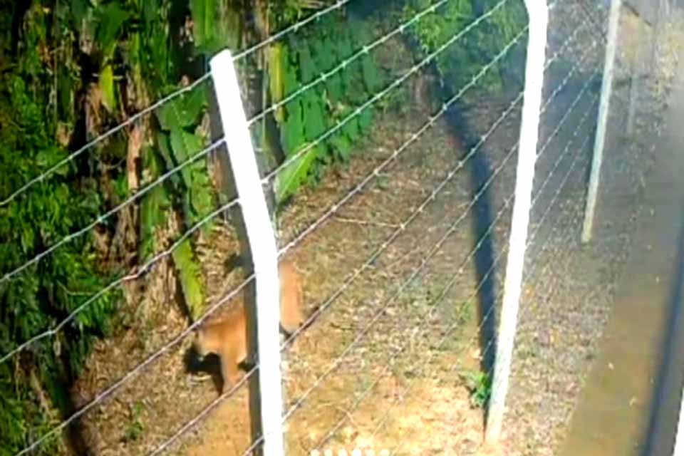 Prefeitura registra avistamento de onça-parda em área urbana e intensifica monitoramento no Parque Circuito