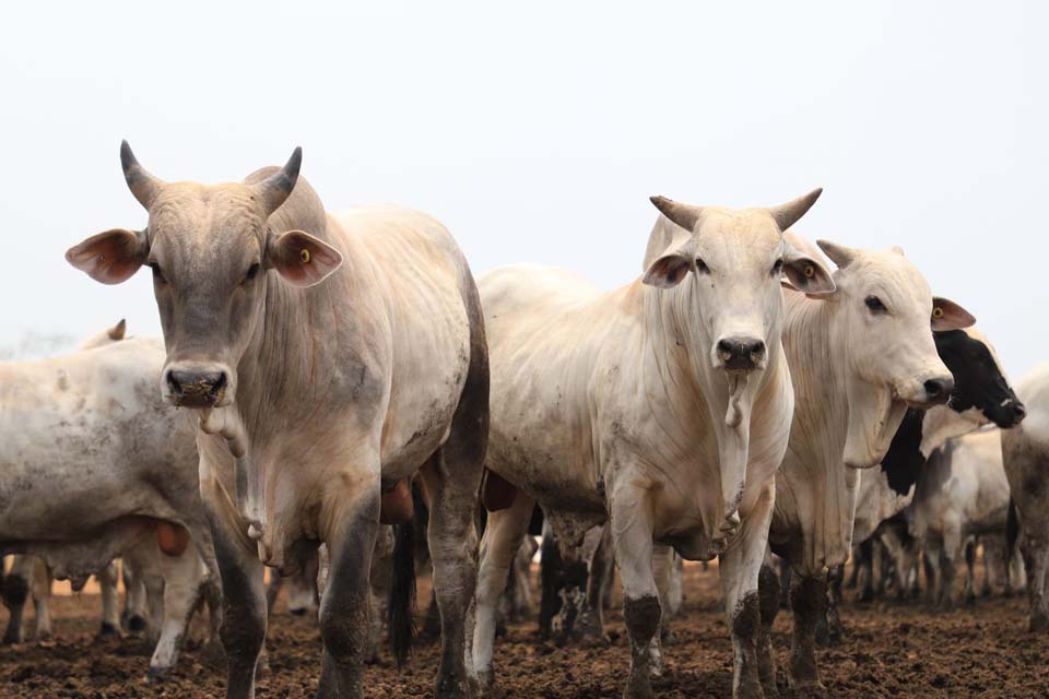 Com maior rebanho do Estado, Porto Velho contribui para exportao da carne bovina de Rondnia