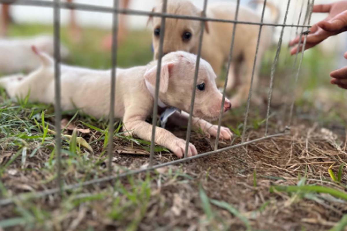 Feira de adoção de animais será realizada na Rua do Lazer no próximo domingo (2)