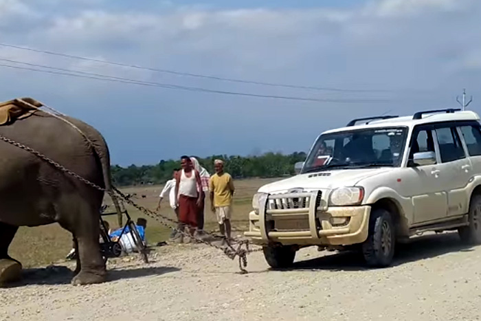 Elefante resgata carro encalhado 