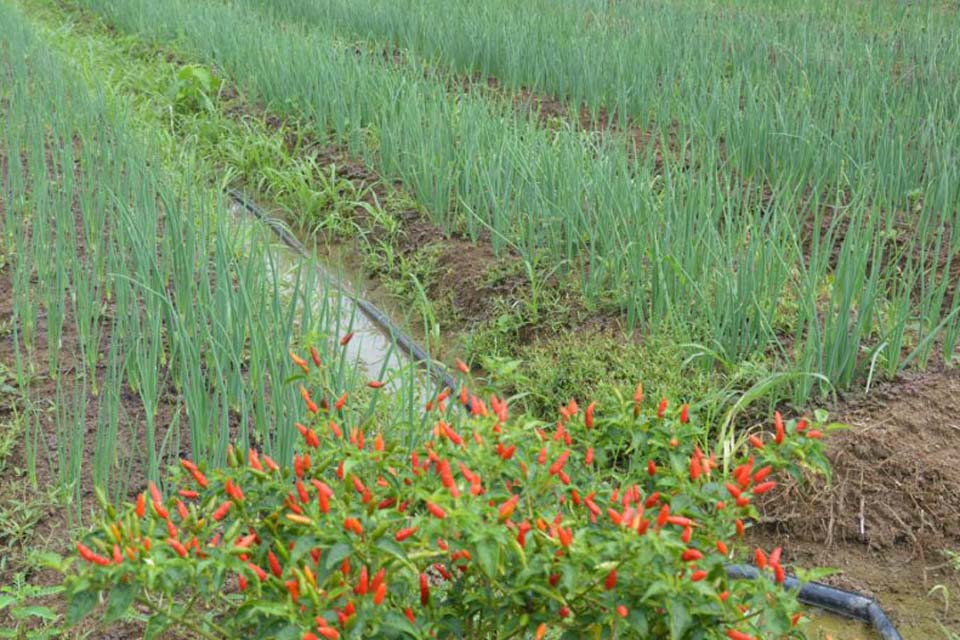 Projeto de regularização fundiária vai beneficiar oito mil imóveis rurais no setor chacareiro de Rondônia